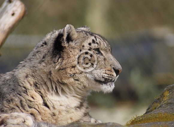 Snow Leopard