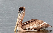 Brown Pelican