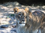 Female African Lions