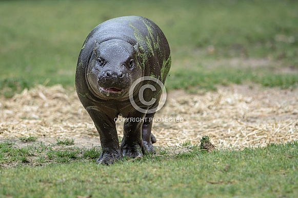 Pygmy hippopotamus Pygmy hippopotamus