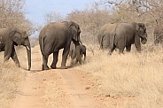 Herd of elephants crossing a nature reserve in Africa