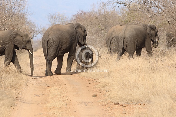 Herd of elephants crossing a nature reserve in Africa Herd of elephants crossing a nature reserve in Africa