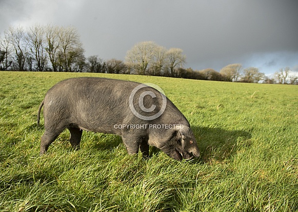 Large Black Sow Grazing Large Black Sow Grazing