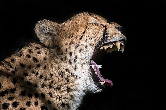 Cheetah. Jura