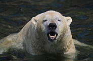 polar bear