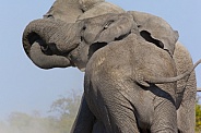 African Elephants Fighting - Botswana