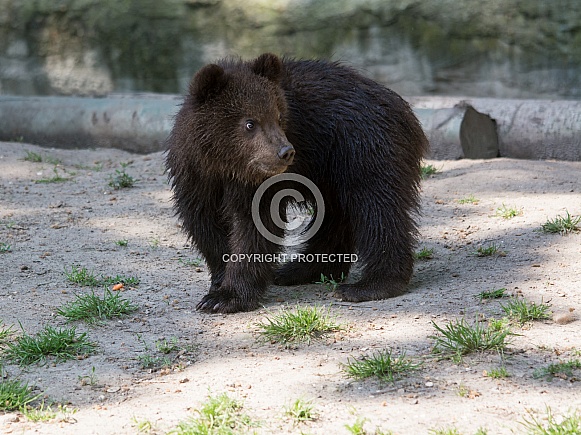 Brown Bear Brown Bear