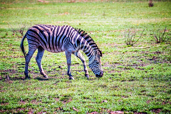 Zebras
