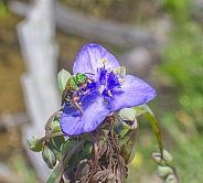 Agapostemon splendens - Brown winged Striped Sweat bee on Tradescantia ohiensis, commonly known as bluejacket or Ohio spiderwort
