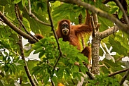 Sumatran orangutan in the nature habitat