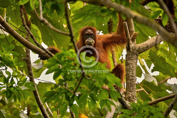 Sumatran orangutan in the nature habitat