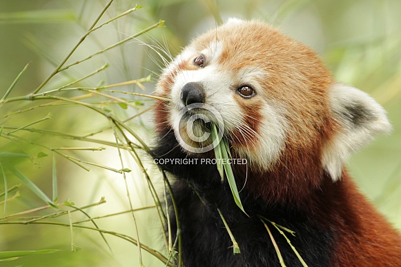 Red panda