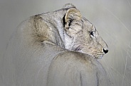 Lioness (wild)