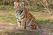 Amur Tiger Cub Sitting Upright Full Body
