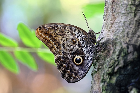 Caligo atreus butterfly Caligo atreus butterfly