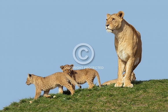 African lioness with cubs