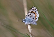 Silver studded Blue