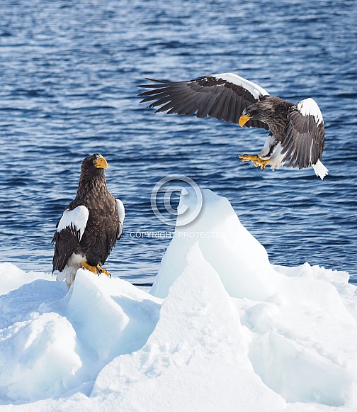 Steller's Sea Eagle