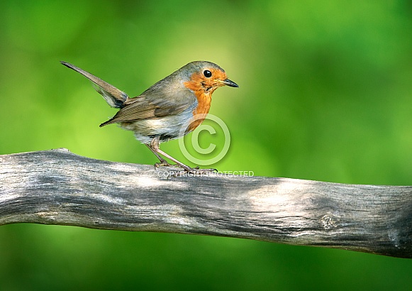 European Robin