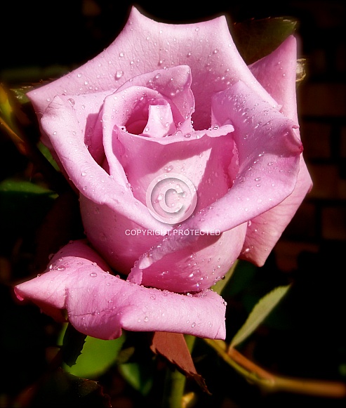 Pink Rose with the Morning Dew Pink Rose with the Morning Dew
