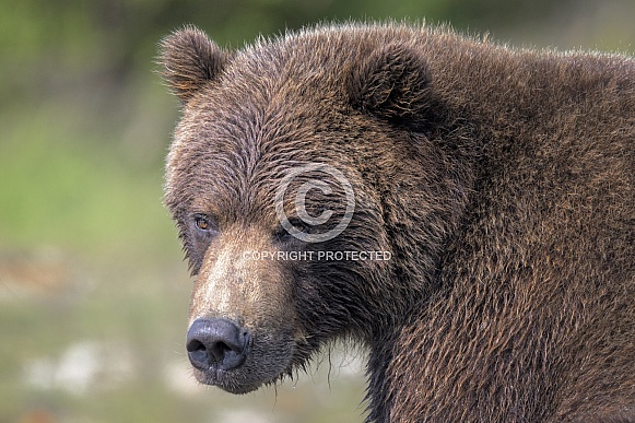 Brown Bear