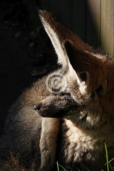 Bat-Eared Fox