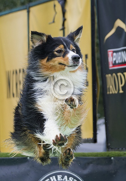 Border Collie or Australian Shepherd