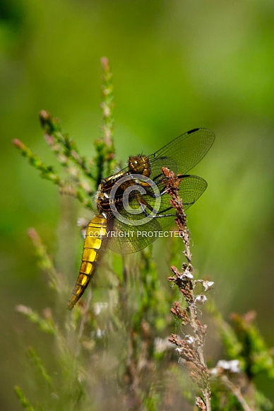 Broad Bodied Chaser Dragonfly
