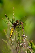 Broad Bodied Chaser Dragonfly