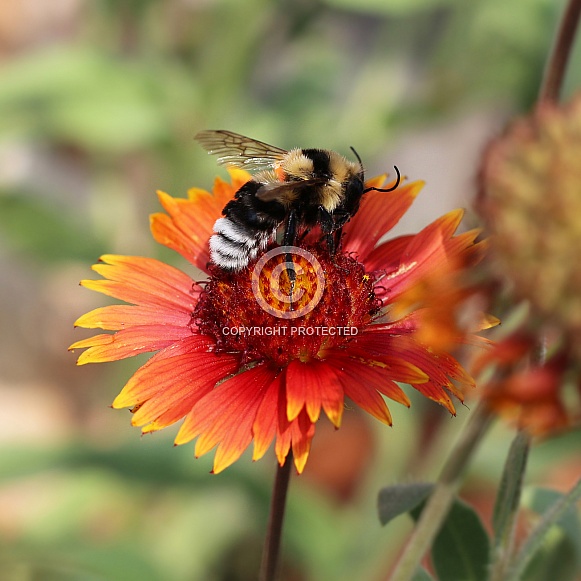 Bumblebee On Blanket Flower Bumblebee On Blanket Flower