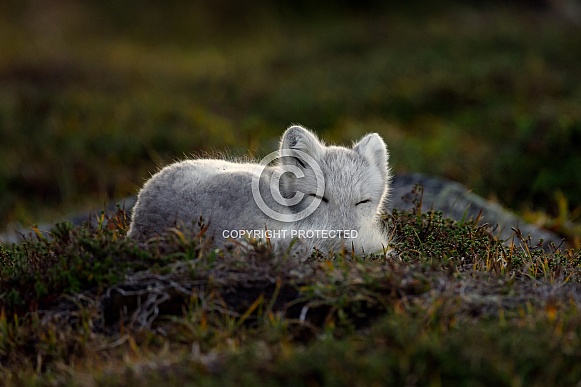Arctic Fox