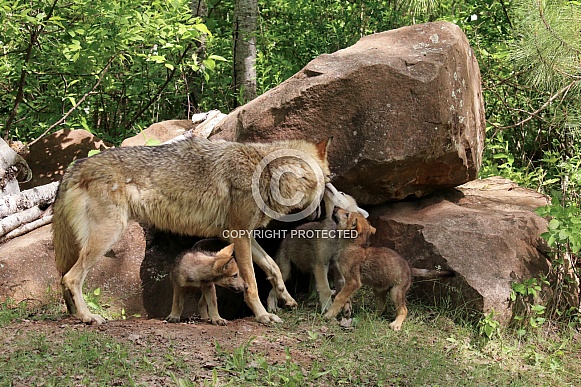 Wolf and Wolf Pups Wolf and Wolf Pups