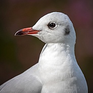 Black-headed gull (Chroicocephalus ridibundus)