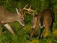 White tail deer