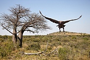 Lappetfaced Vulture - Baobab Tree - Botswana