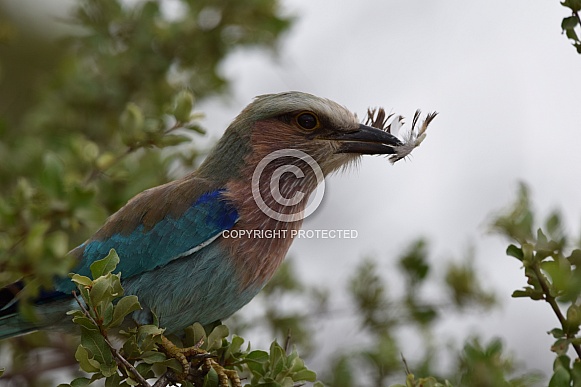 Lilacbreasted Roller Lilacbreasted Roller