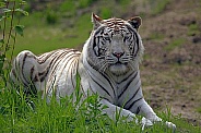 White Tiger