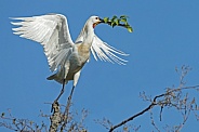 The Eurasian spoonbill