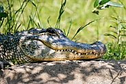Close up of a resting alligator