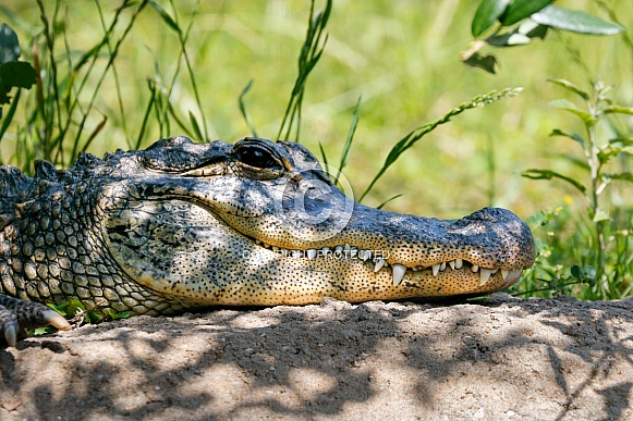 Close up of a resting alligator