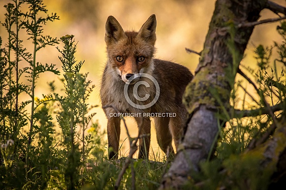 Red fox in the dunes on a summer evening Red fox in the dunes on a summer evening