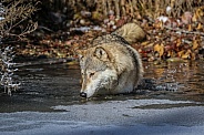 Tundra Wolf at pond