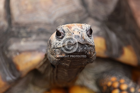 Yellow-footed tortoise (Chelonoidis denticulata)