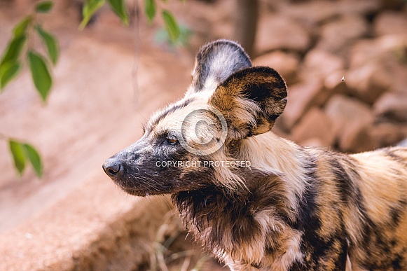 Wild dogs