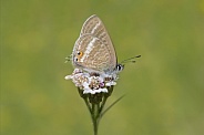 Long tailed blue