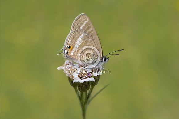 Long tailed blue