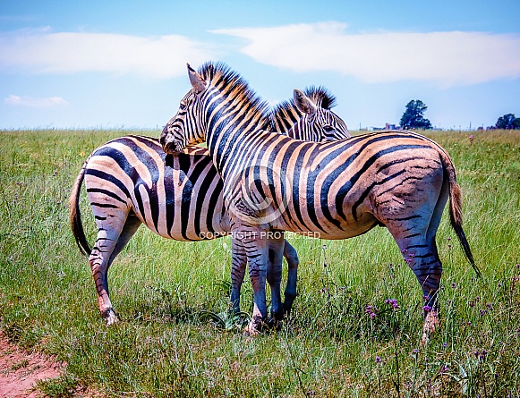 Zebra Zebra