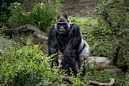 Western Lowland Gorilla