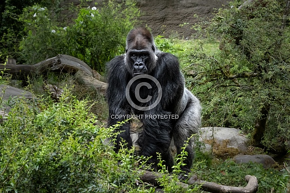 Western Lowland Gorilla