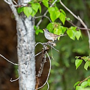 White-crowned Sparrow Perched on a Branchh